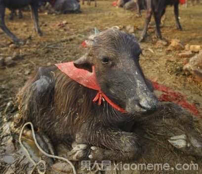 Ჴ ᲴӡȽͽףε(Gadhimai)Ů